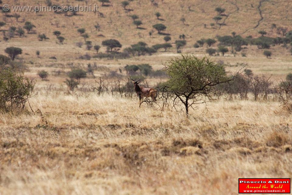 Ethiopia - Netch Sar Park - 70 - Swaynes Hartebeest.jpg